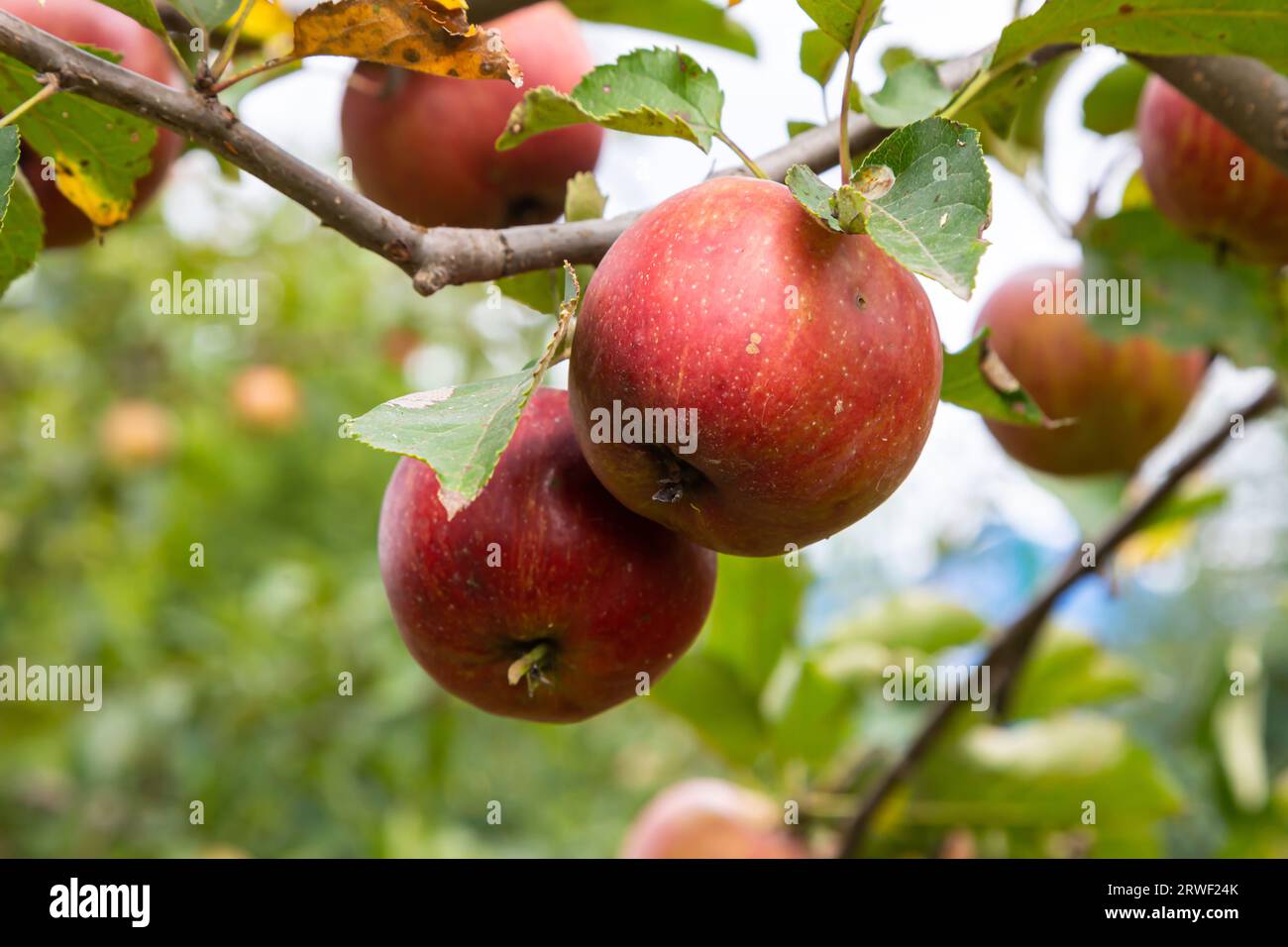 branch of ripe apples on a tree in a garden. Stock Photo