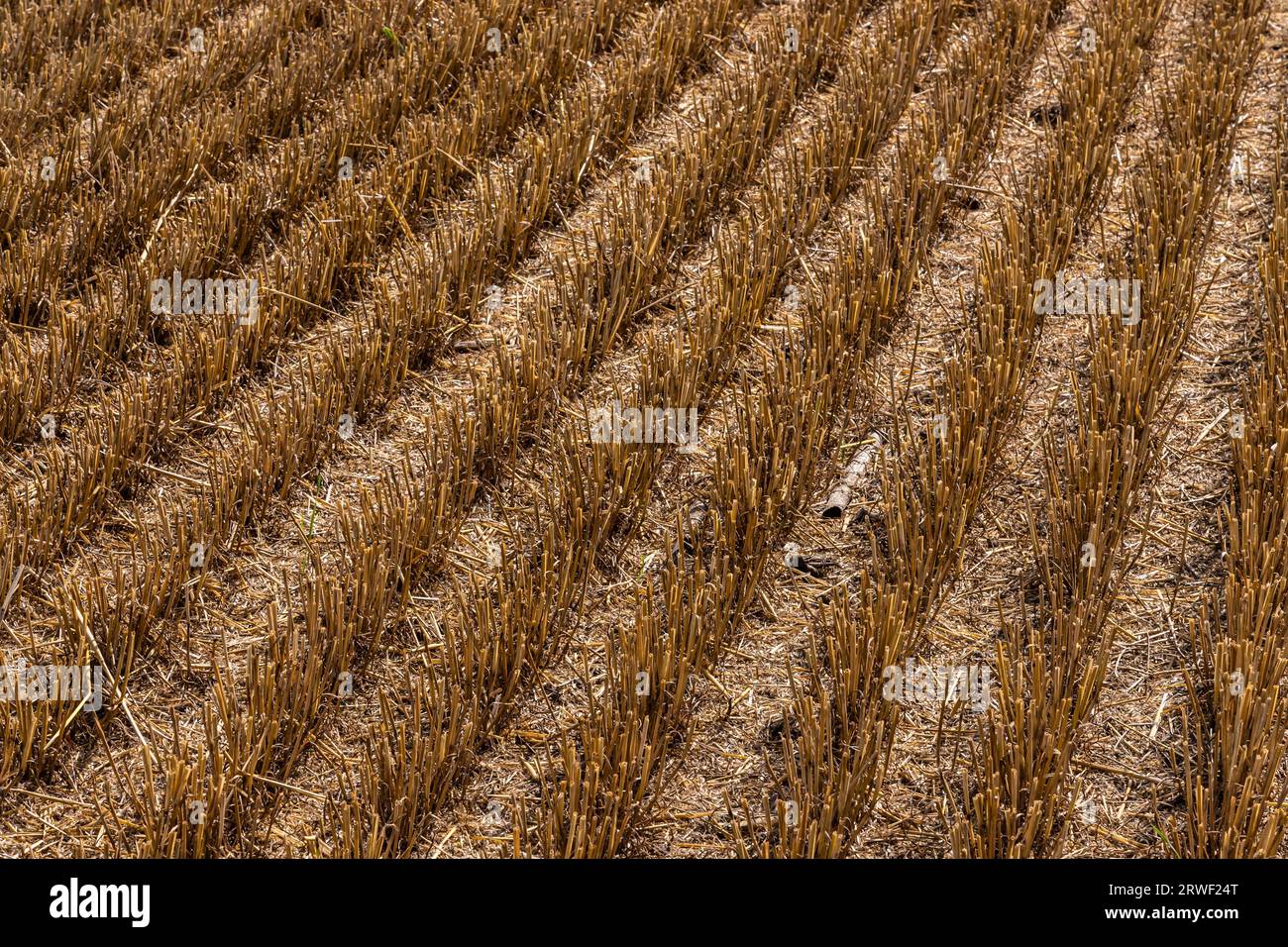 Stubble in the field after harvest. Cut stalks of cereals in the field in summer. Slender rows of grain crops on a summer day in the field. Close-up, Stock Photo
