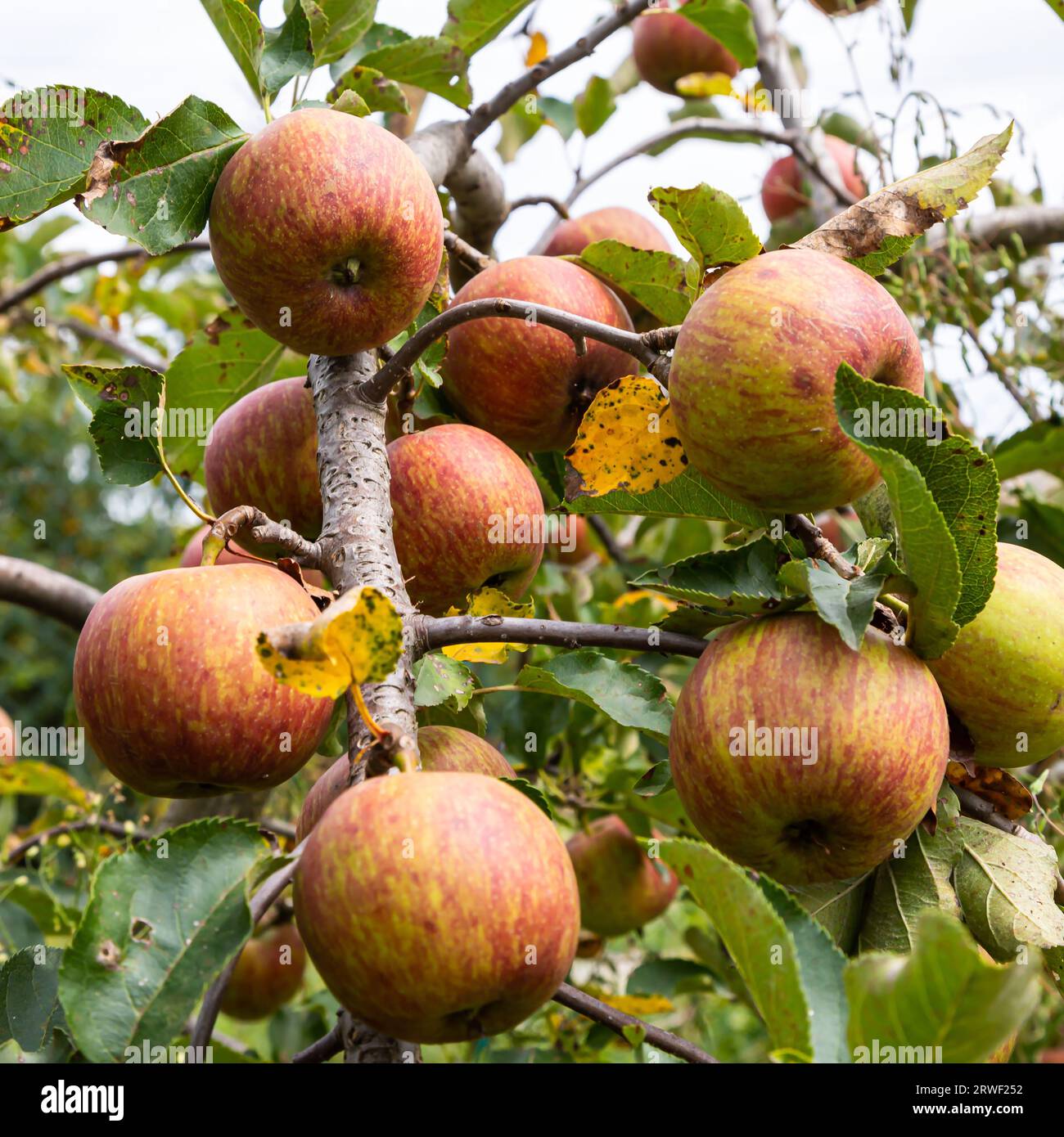 branch of ripe apples on a tree in a garden. Stock Photo