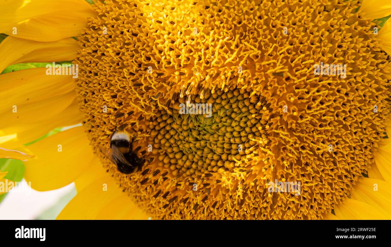 Black and yellow striped bee, honey bee, pollinating sunflowers close up low level view of single sunflower head with yellow petals and black seeds Stock Photo