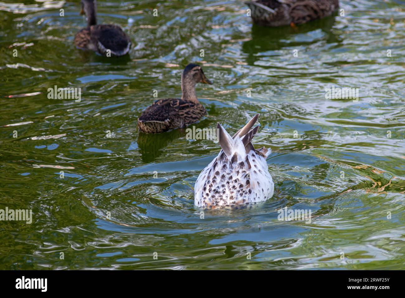 A large flock of ducks eats abandoned bread on the lake, Ducks and drakes swim on the water. Stock Photo