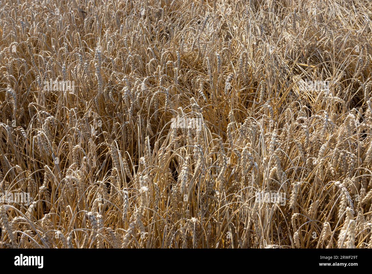 Field of Golden wheat under the blue sky and clouds. Stock Photo
