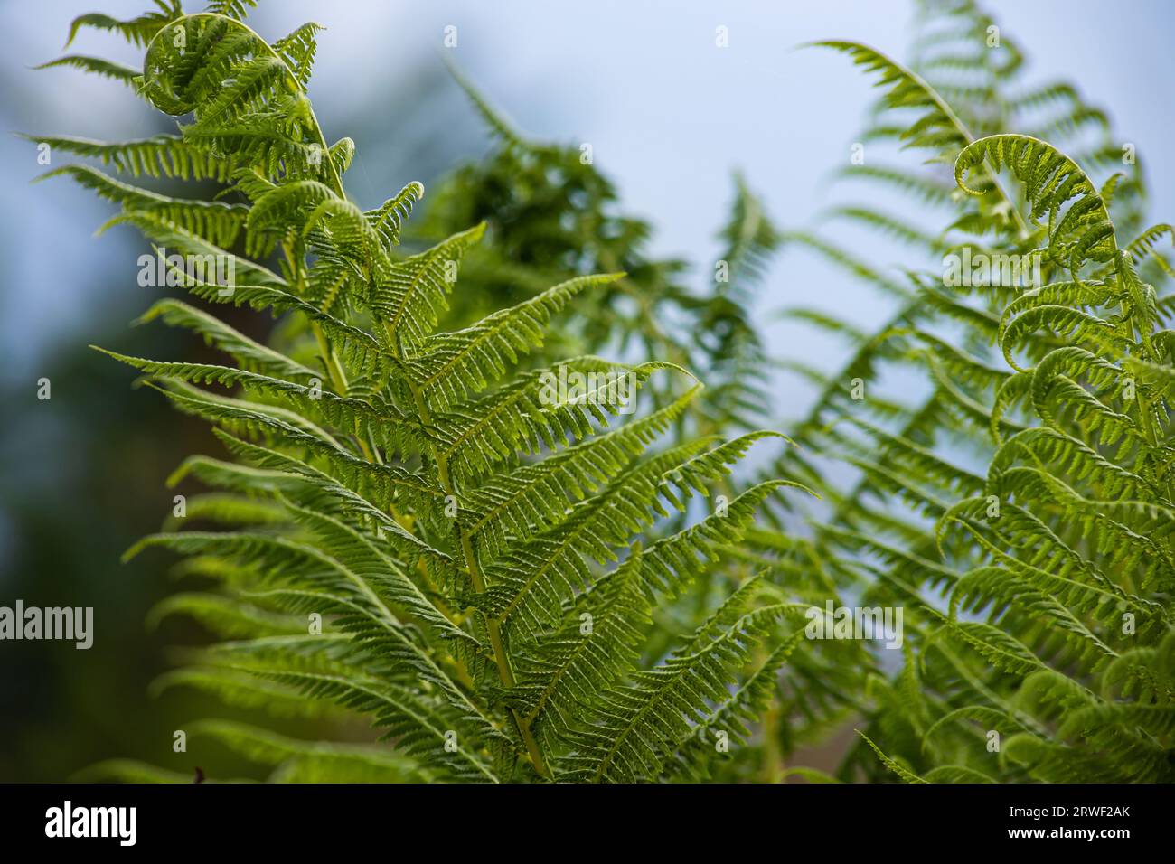 Natural background and wallpaper. Beautiful green fern leaves in the forest. Background with natural ferns. Stock Photo