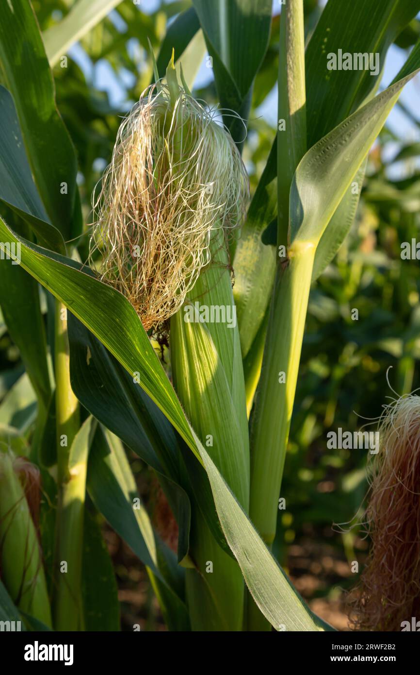 Corn on the stalk in the field. Stock Photo