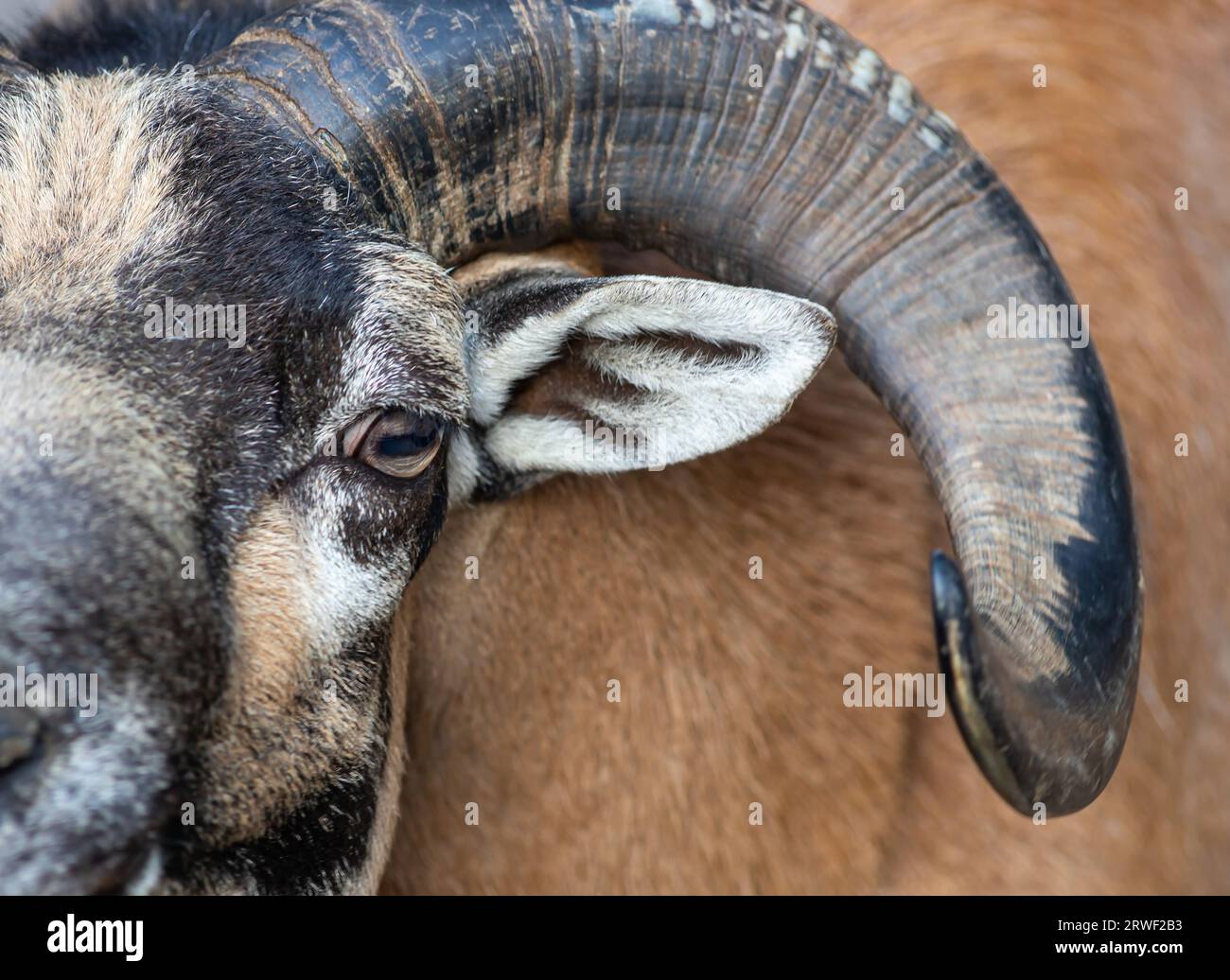 Portrait of a mouflon - Male mouflon with magnificent horn Stock Photo