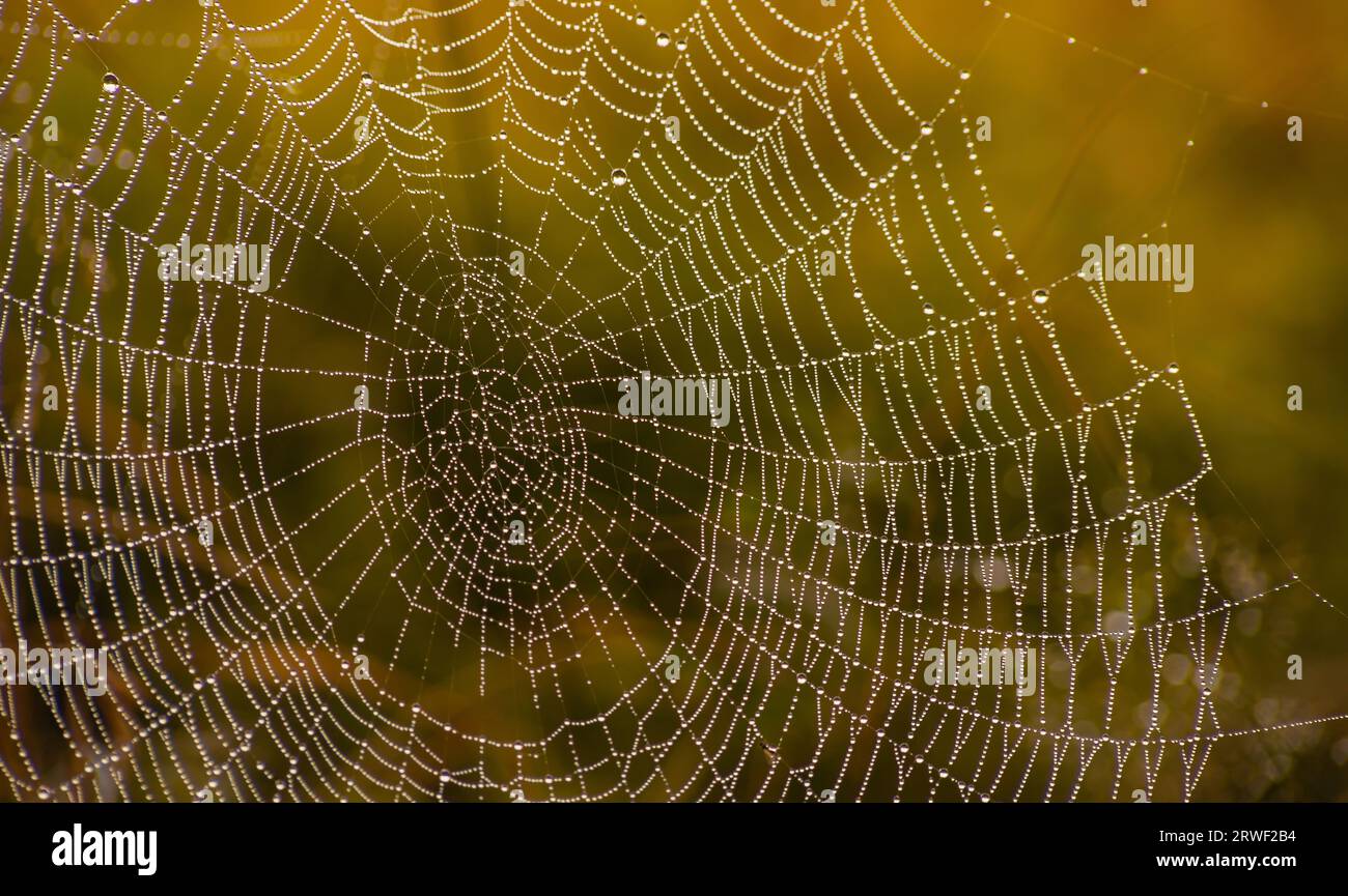 Cobweb with dew drops. Can be used as background. Stock Photo