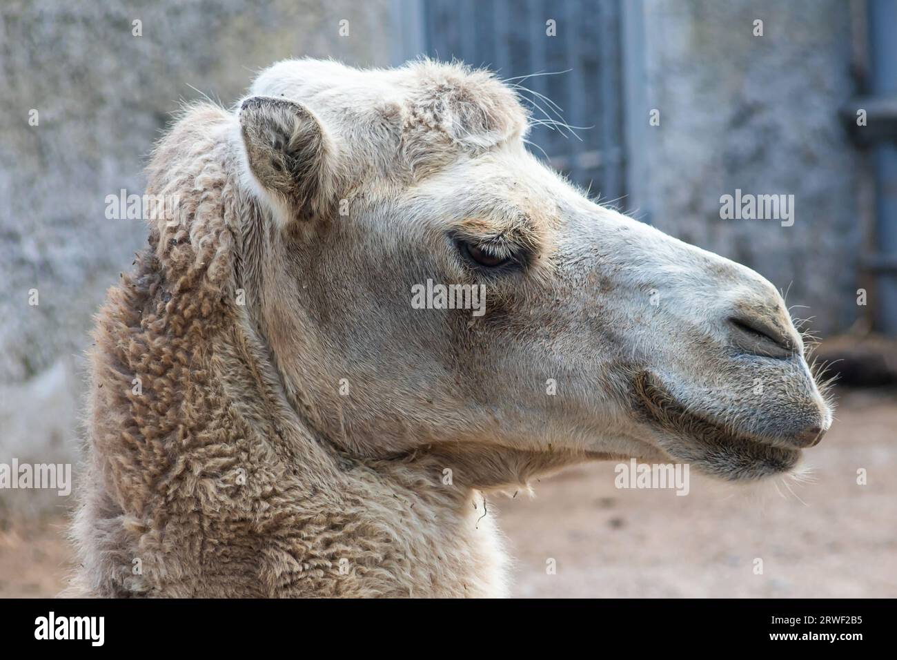 A camel in the Siberian zoo. Camel's head close-up. Long camel hair. Camels are large animals adapted to live in arid regions of the world. Stock Photo