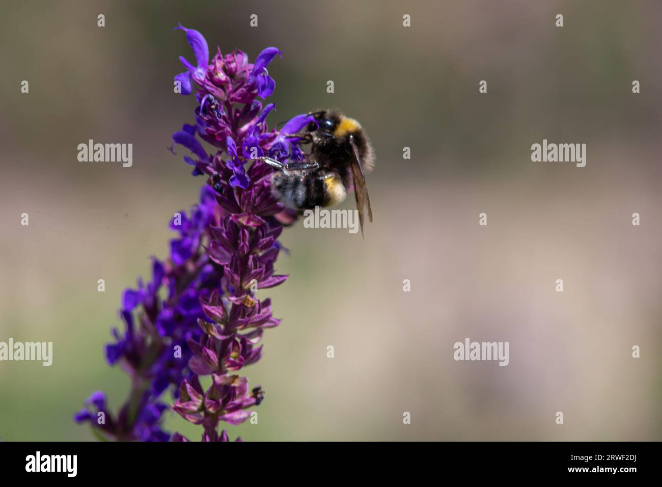 Close up of a bumble bee pollinating in a lavender field. selective soft focus Stock Photo
