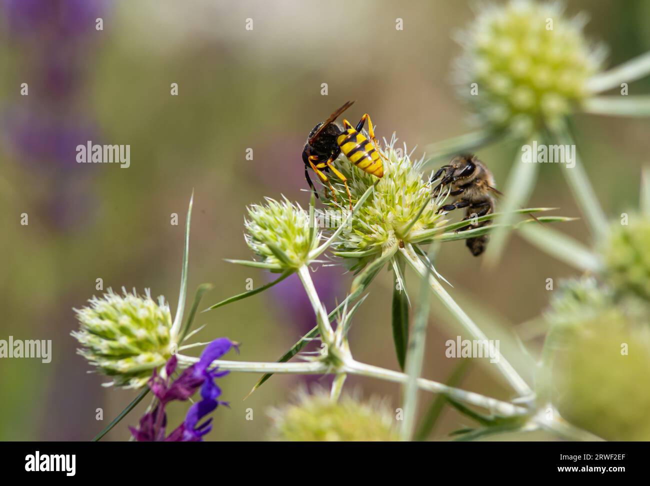 Bee on flowers of eryngium. Bee pollinates a flower in the garden. Stock Photo