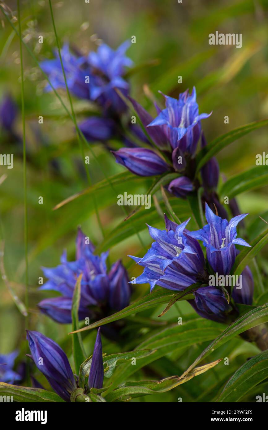 Gentiana asclepiadea, the willow gentian, is a species of flowering plant in the family Gentianaceae. Willow Gentian Gentiana asclepiadea is a medium- Stock Photo