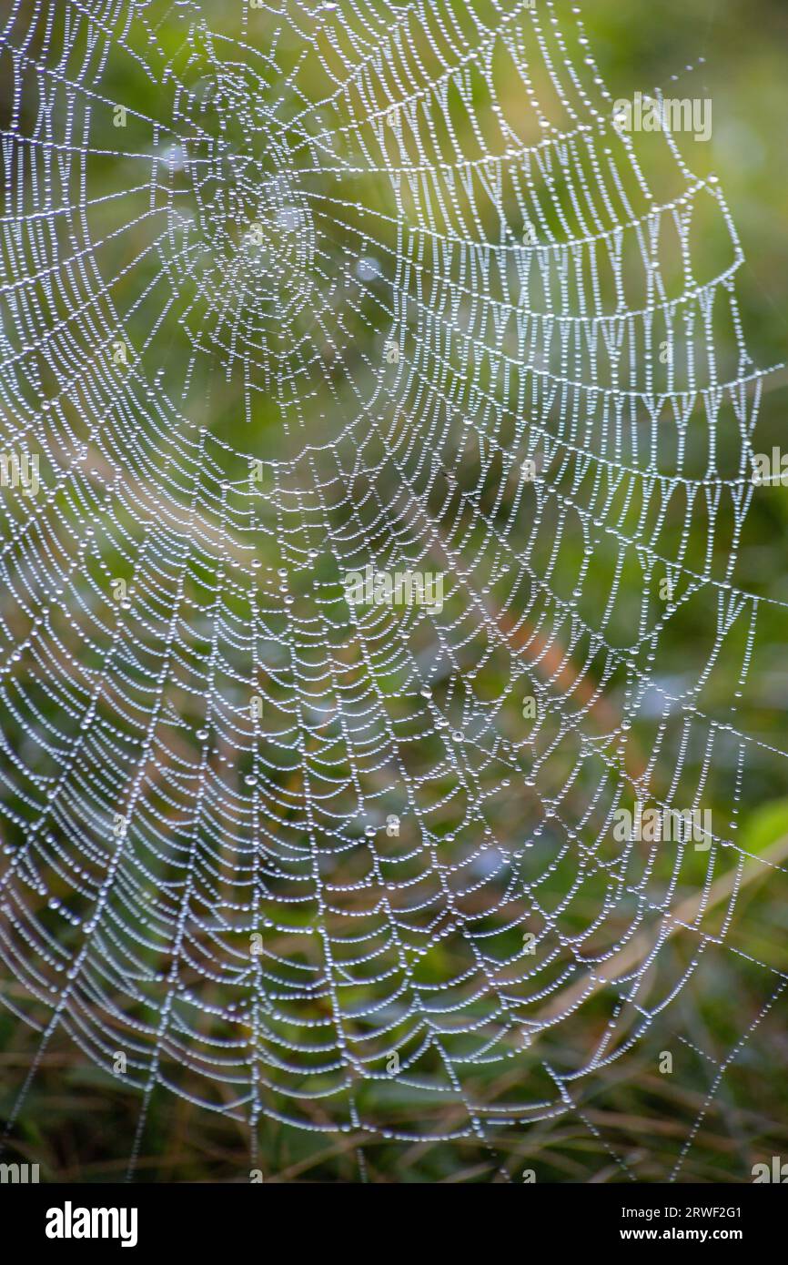 Cobweb background hi-res stock photography and images - Alamy