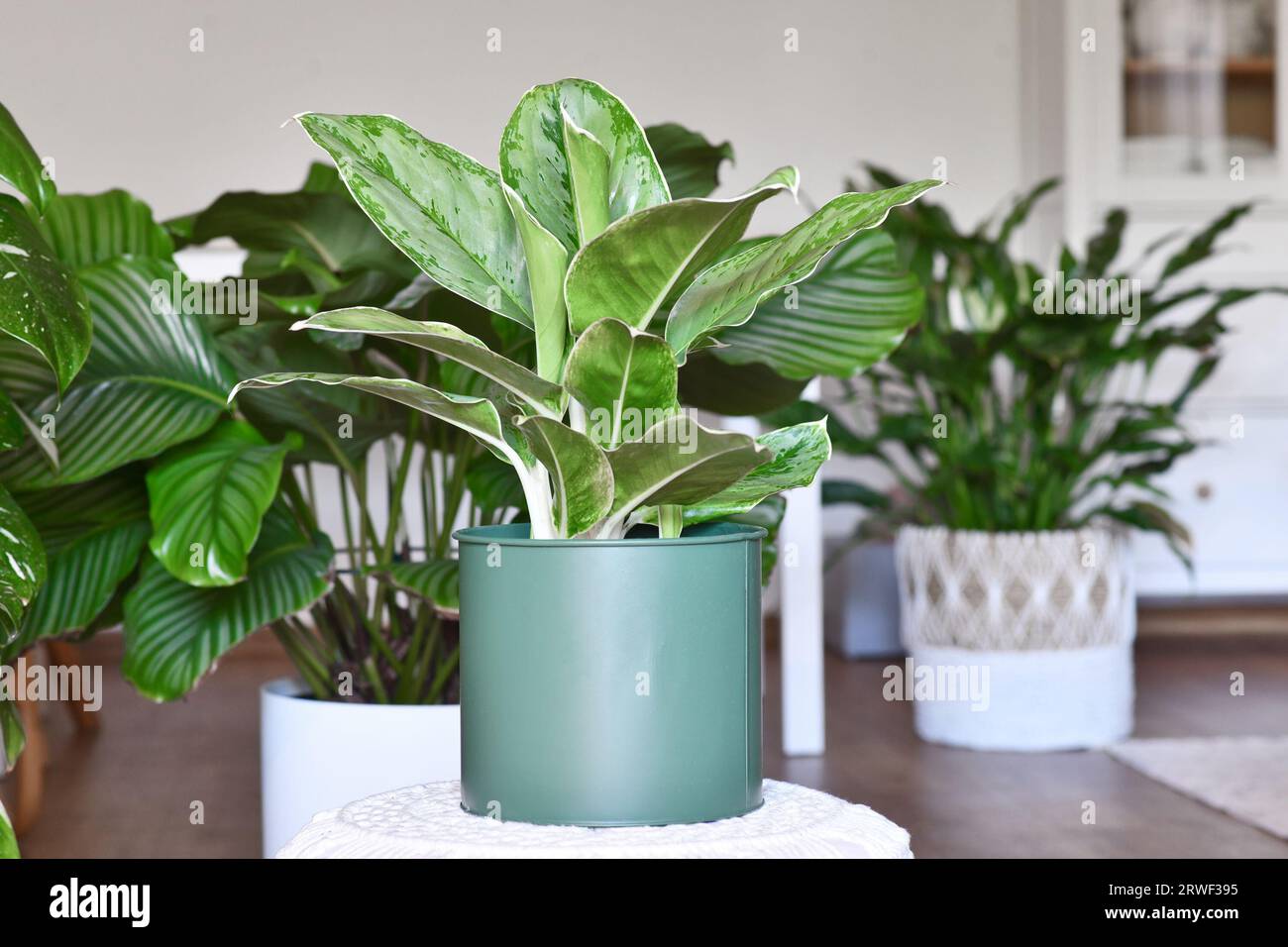 Tropical 'Aglaonema Royal Diamond' houseplant with silver pattern in green flower pot Stock Photo