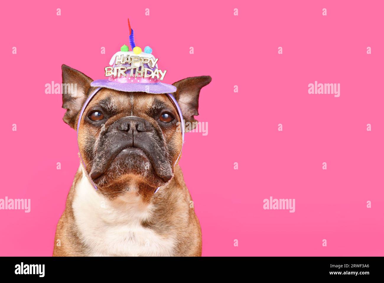 French bulldog birthday clearance hat
