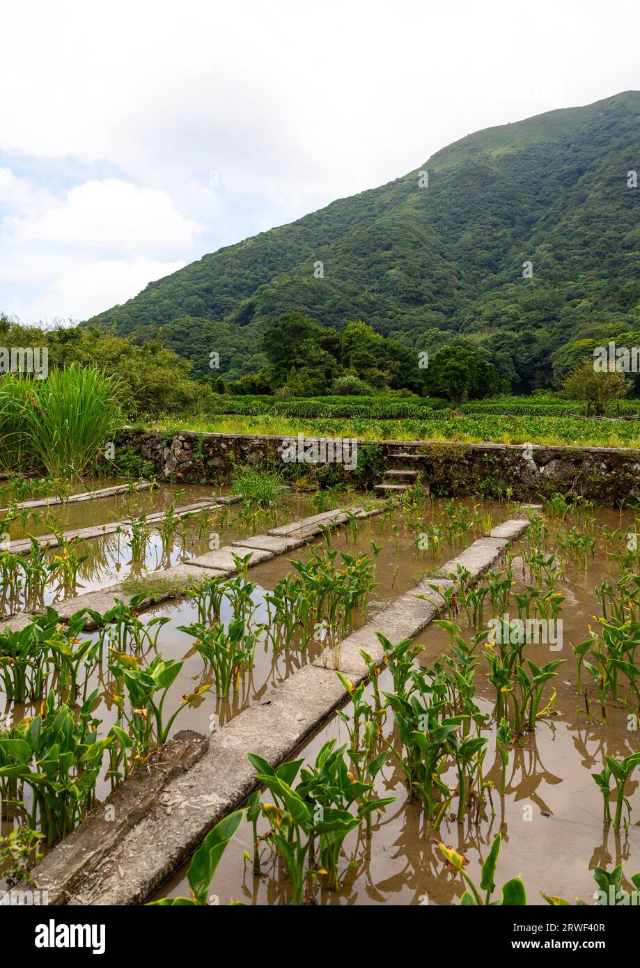 Zhu Zi Hu aka Bamboo lake, Beitou, Taipei, Taiwan Stock Photo