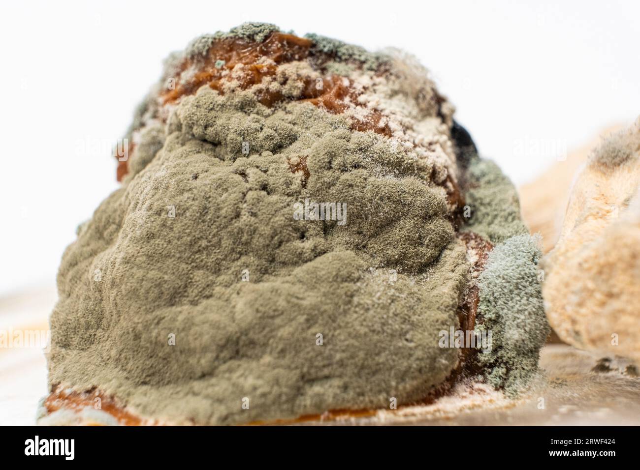 Mold on food macro on a white background. The danger of mold, stale products. Stock Photo