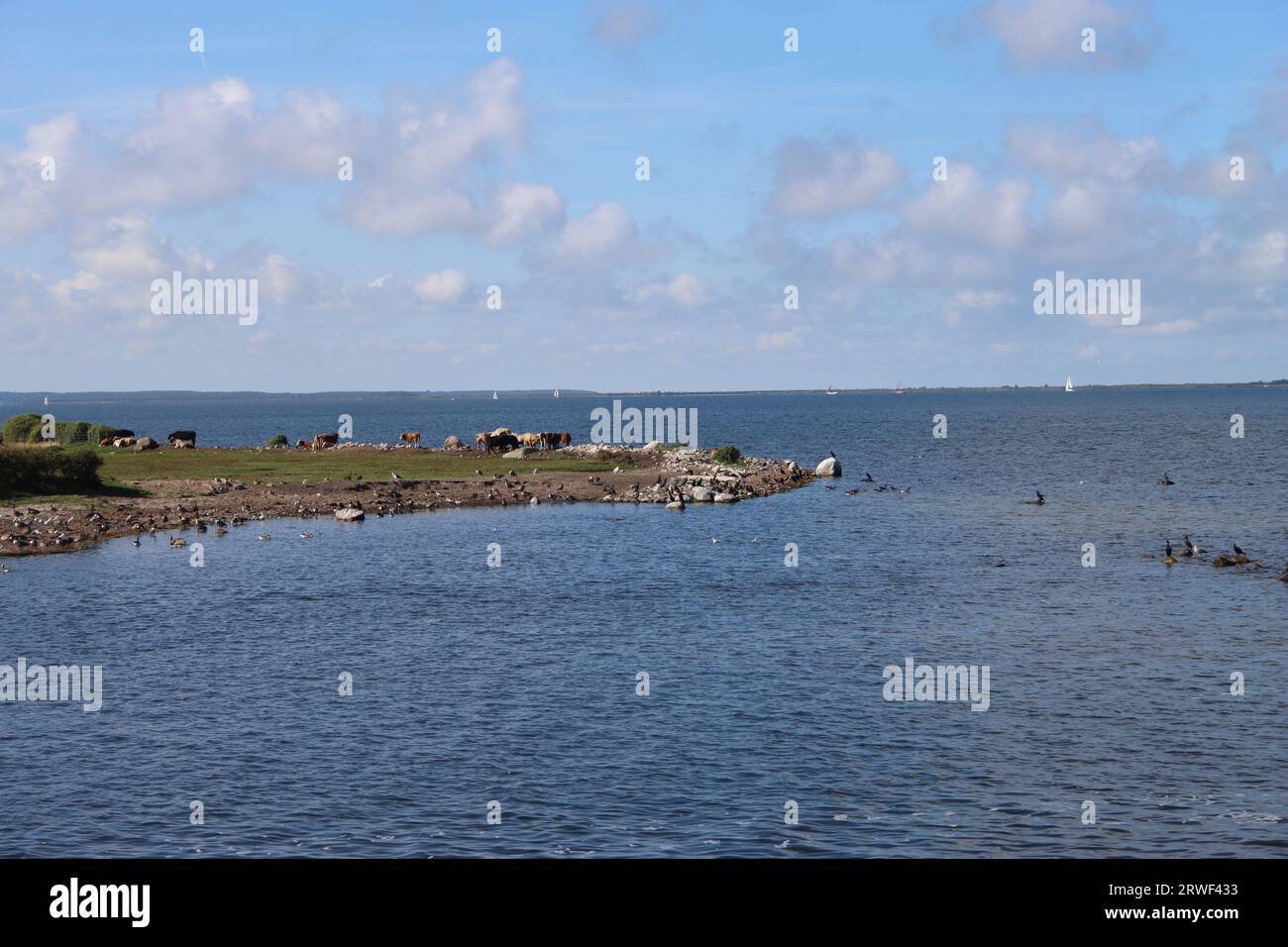 Sea birds and cows on a headland of the island of Rügen in the Baltic Sea Stock Photo