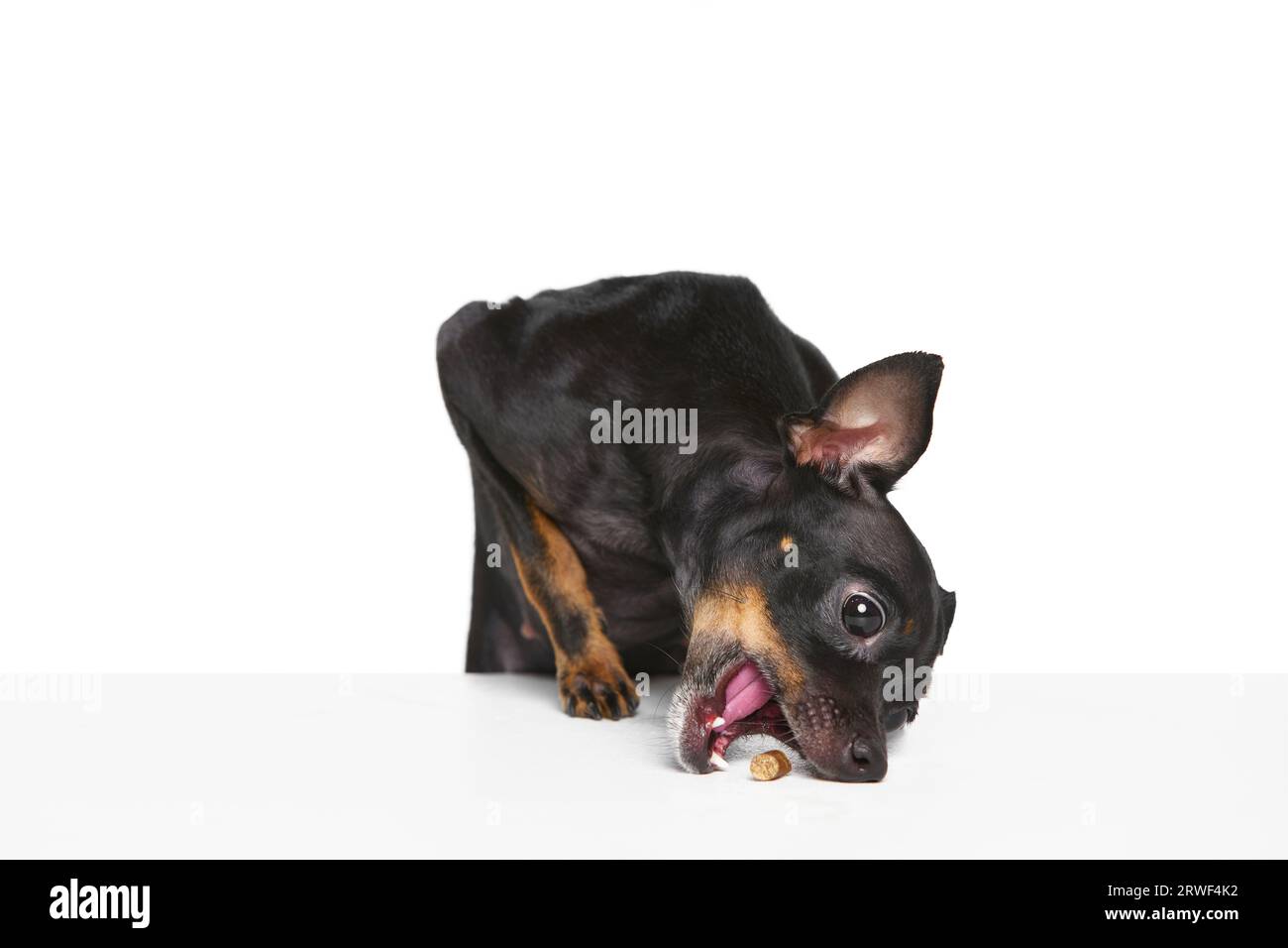 Portrait with playful Purebred Prague ratter dog posing and eating isolated over white studio background. Behavior in motion. Funny puppy Stock Photo