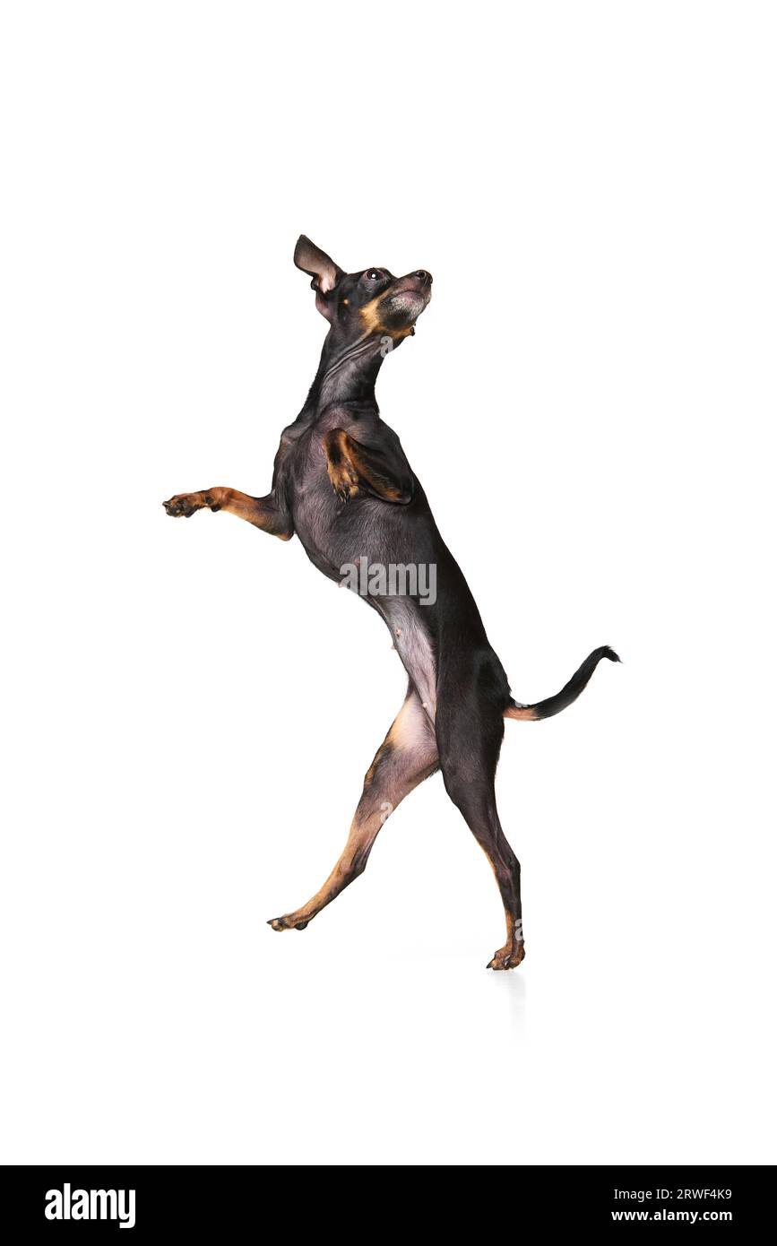 On the run. Pinscher little dog is posing. Cute playful doggy or pet playing on white studio background. Looks happy, delighted, funny. Stock Photo