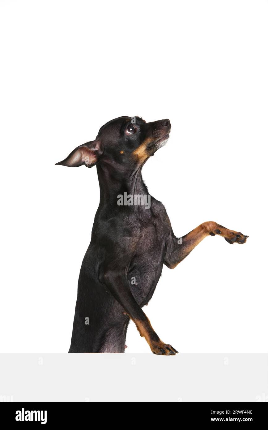Little friend. One beautiful black-brown Prague ratter puppy give paw isolated over white studio background. Pinscher pet looks healthy and happy. Stock Photo