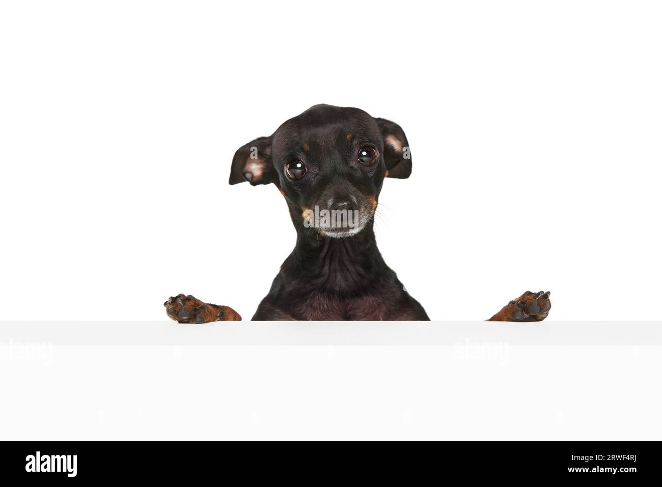 Sad puppy dog eyes. Portrait with one dog, pet Prague ratter looking cute, pitifully isolated over white background. Stock Photo