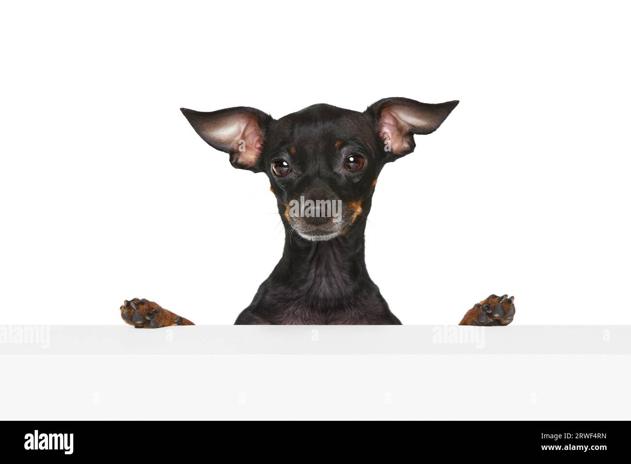 Curiosity. Portrait with one curious dog Prague ratter looking with clever face isolated over white background. Obedient dog Stock Photo