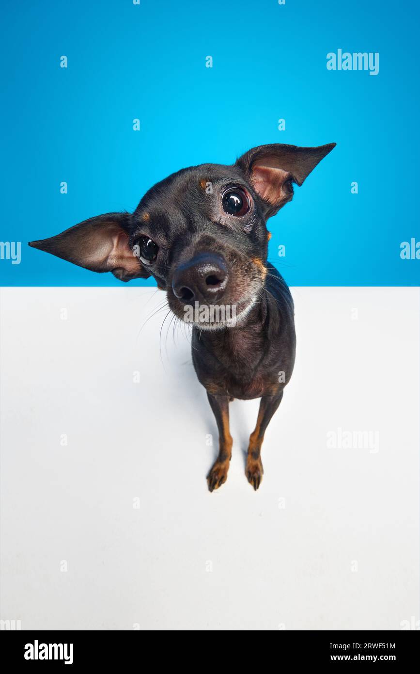 Wide angle view shot. Funny miniature Pinscher dog, Prague ratter with black-brown color fur looking at camera over color studio background Stock Photo
