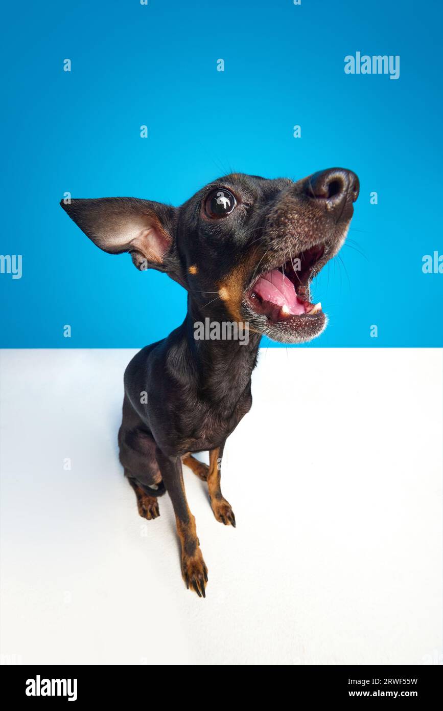 Wide angle view shot. Curious miniature Pinscher dog, Prague ratter looking at camera with open mouth over blue studio background. Stock Photo