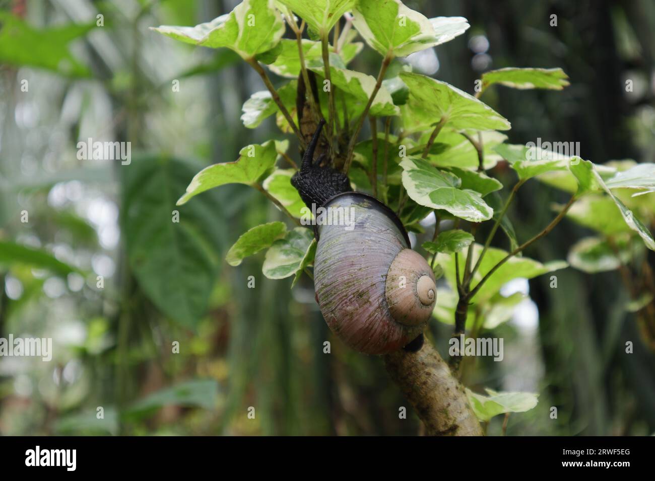 An endemic Giant land snail (Acavus Phoenix) is crawling up on a stem of a Dinner Plate Aralia plant (Polyscias Balfouriana) Stock Photo