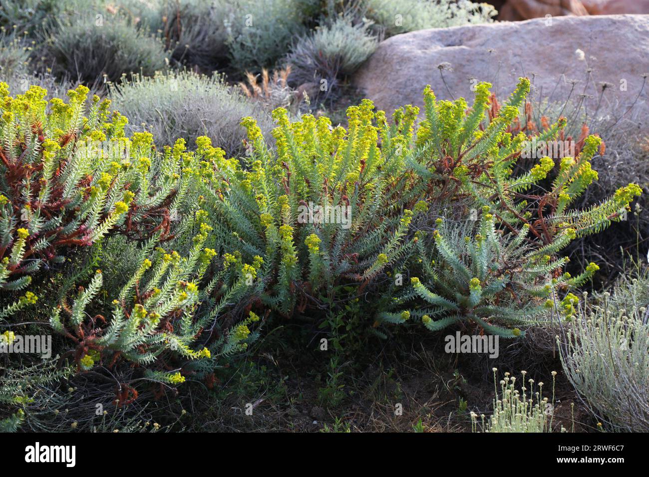 Italy Sardinia island nature. Mediterranean plant species: flowers of Little fir spurge (Euphorbia pithyusa). Stock Photo