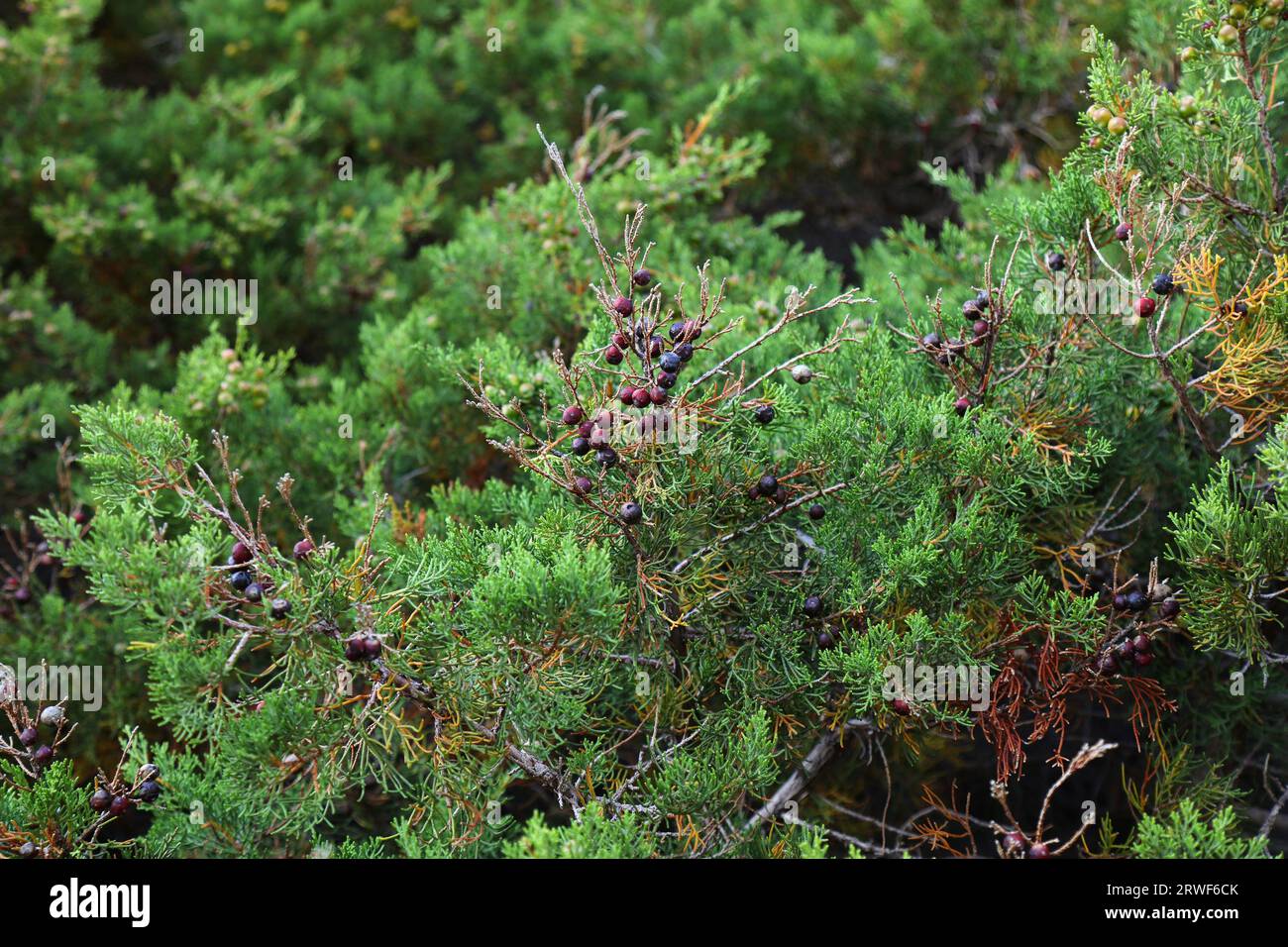 Italy Sardinia island nature. Mediterranean plant species: fruit of Phoenicean juniper (Juniperus phoenicea). Stock Photo