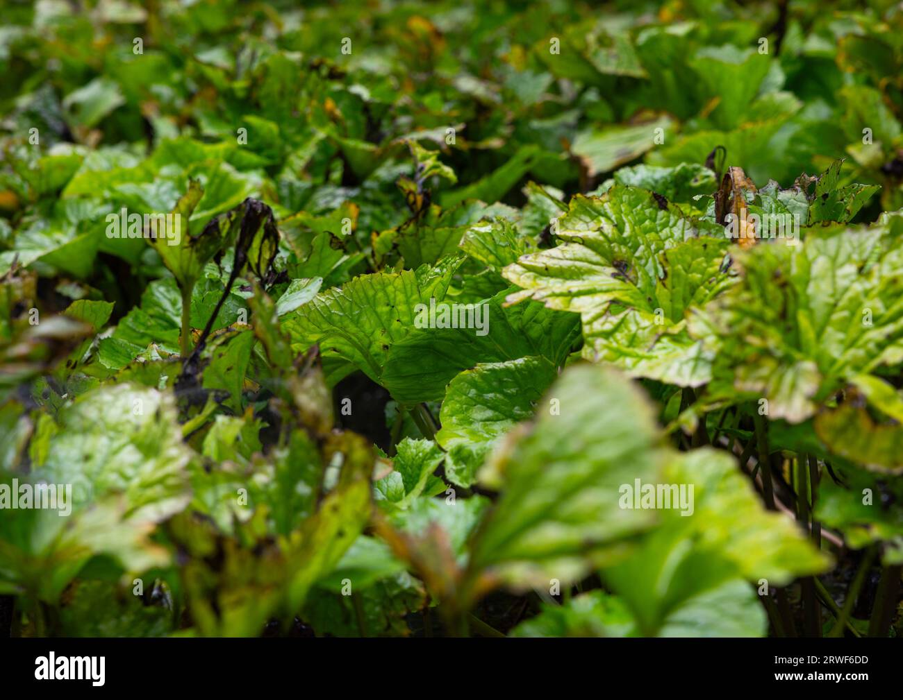 Cultivation of wasabi crops, Shizuoka prefecture, Izu, Japan Stock