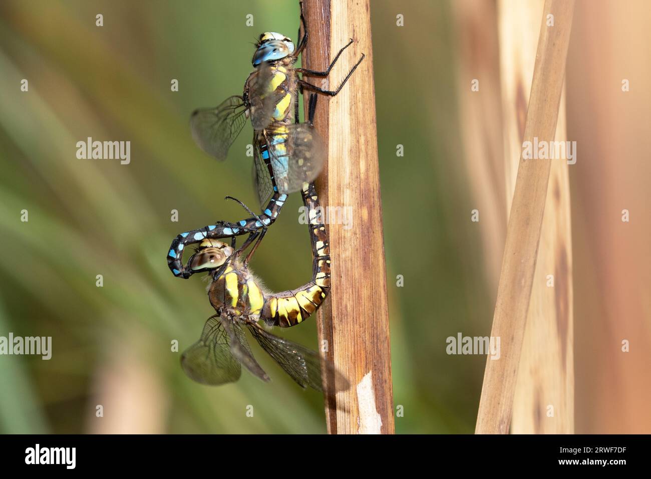 Migrant hawker dragonflies mating Stock Photo