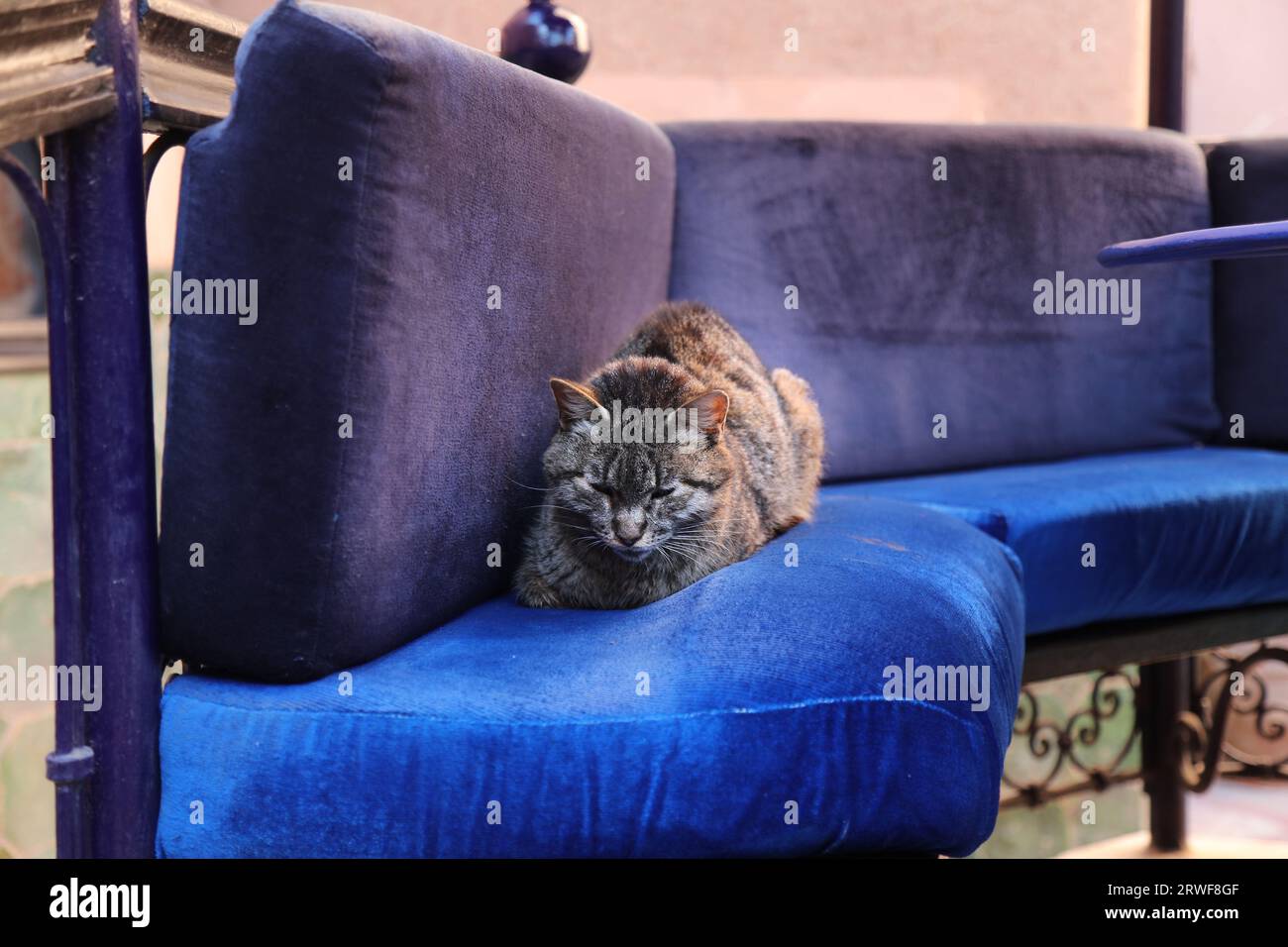 Street cats of Ouarzazate, Morocco. Local domestic cat on a blue cafe  cushion Stock Photo - Alamy, image size:1300x956