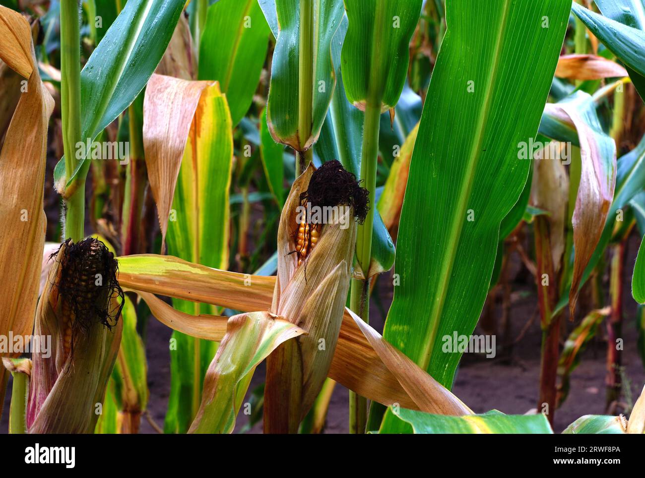 Maiskolben im Maisfeld Stock Photo