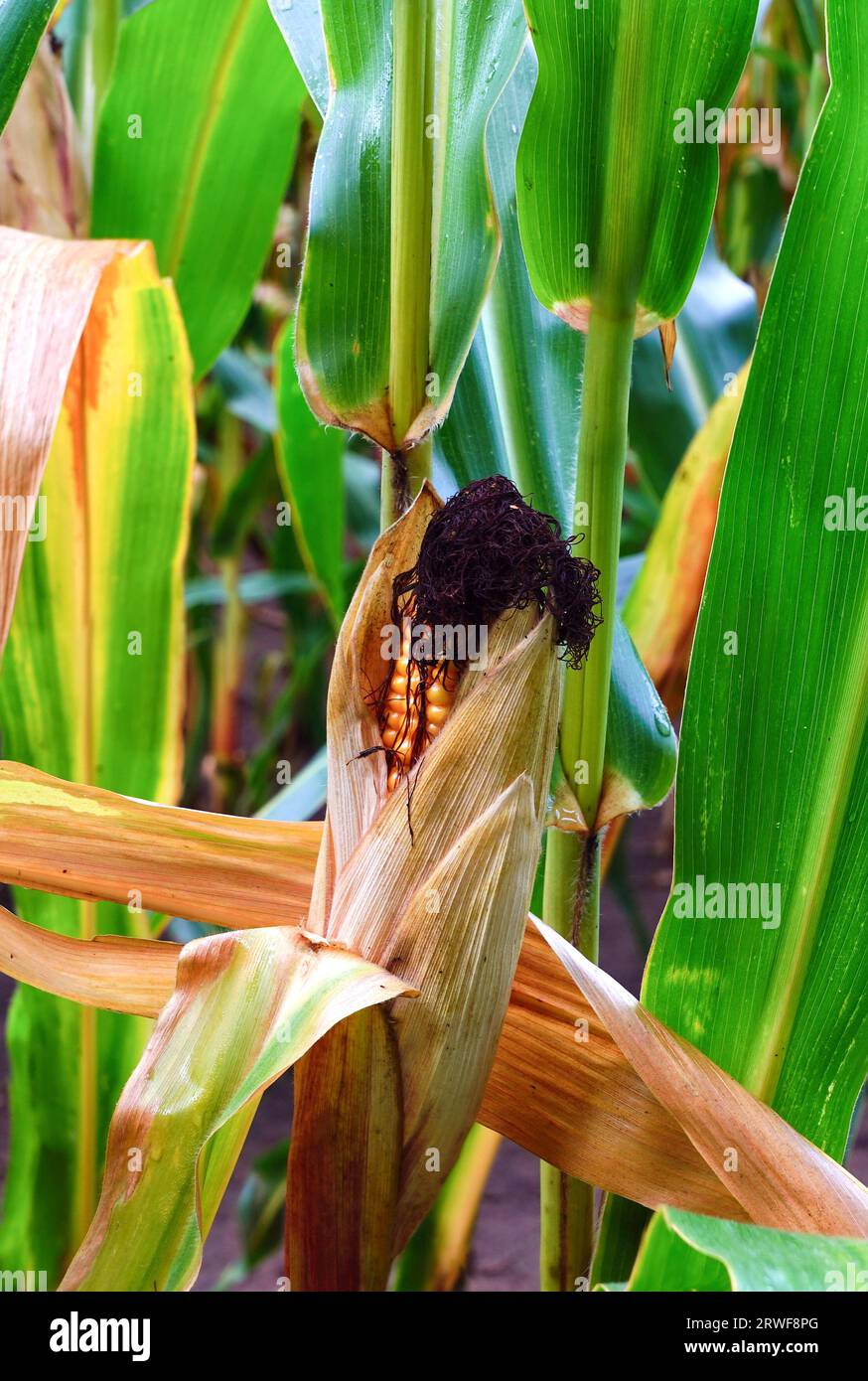 Maiskolben im Maisfeld Stock Photo