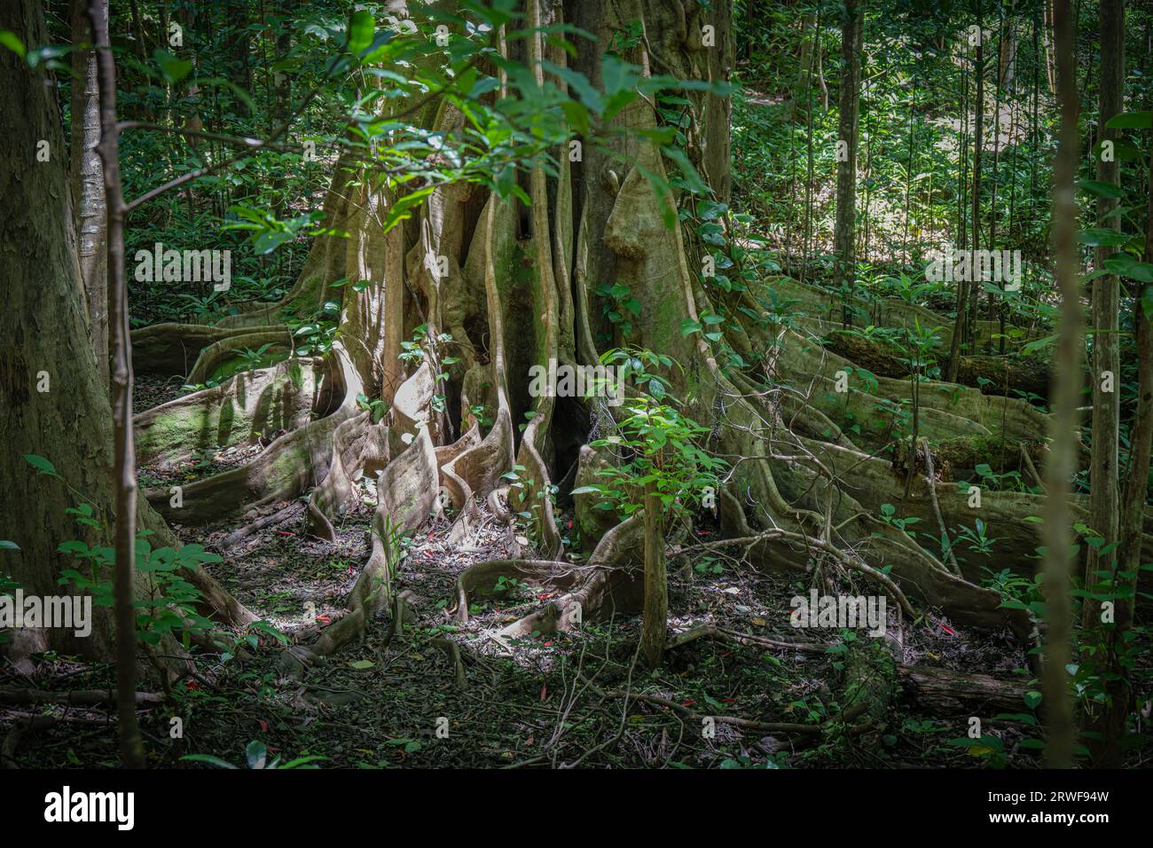 Tropical Tree Roots, Manoa Falls, Oahu, Hawaii Stock Photo