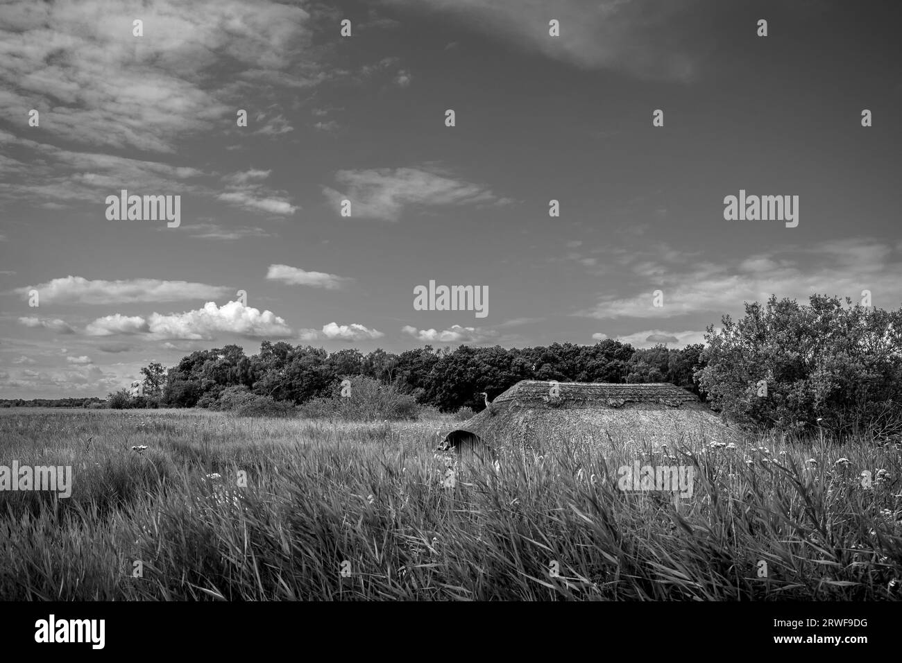 Norfolk broads Hickling Broad nature reserve black+white landscape Stock Photo