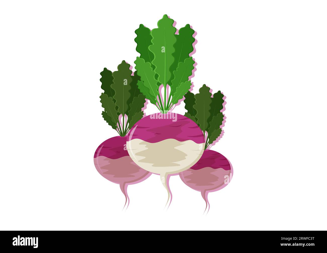 Vector illustration of turnip fresh vegetable. Delicious healthy food
