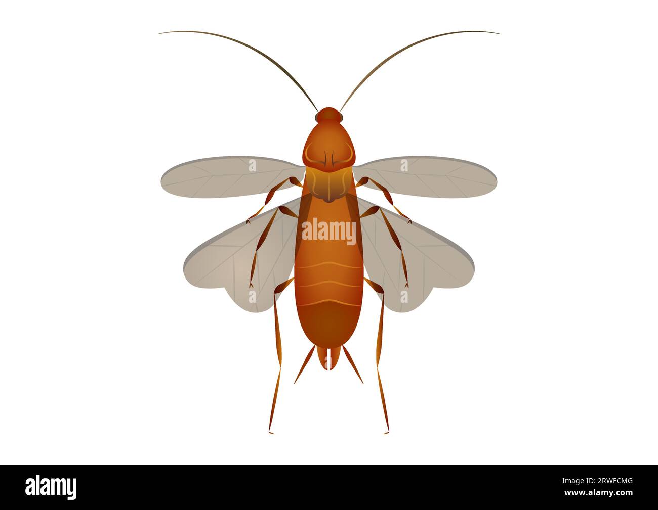 Flying Cockroach Vector Art isolated on White Background Stock Vector