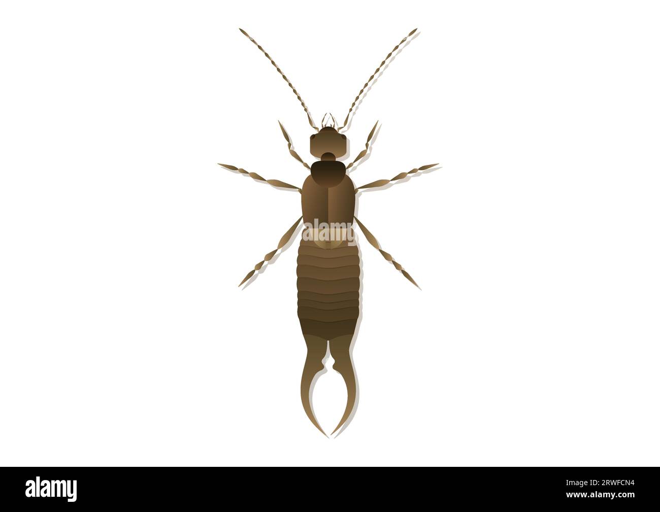 Earwig Vector Art isolated on white background Stock Vector