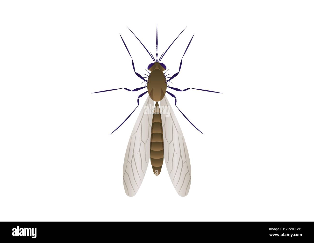 Mosquito Vector Art isolated on white background Stock Vector