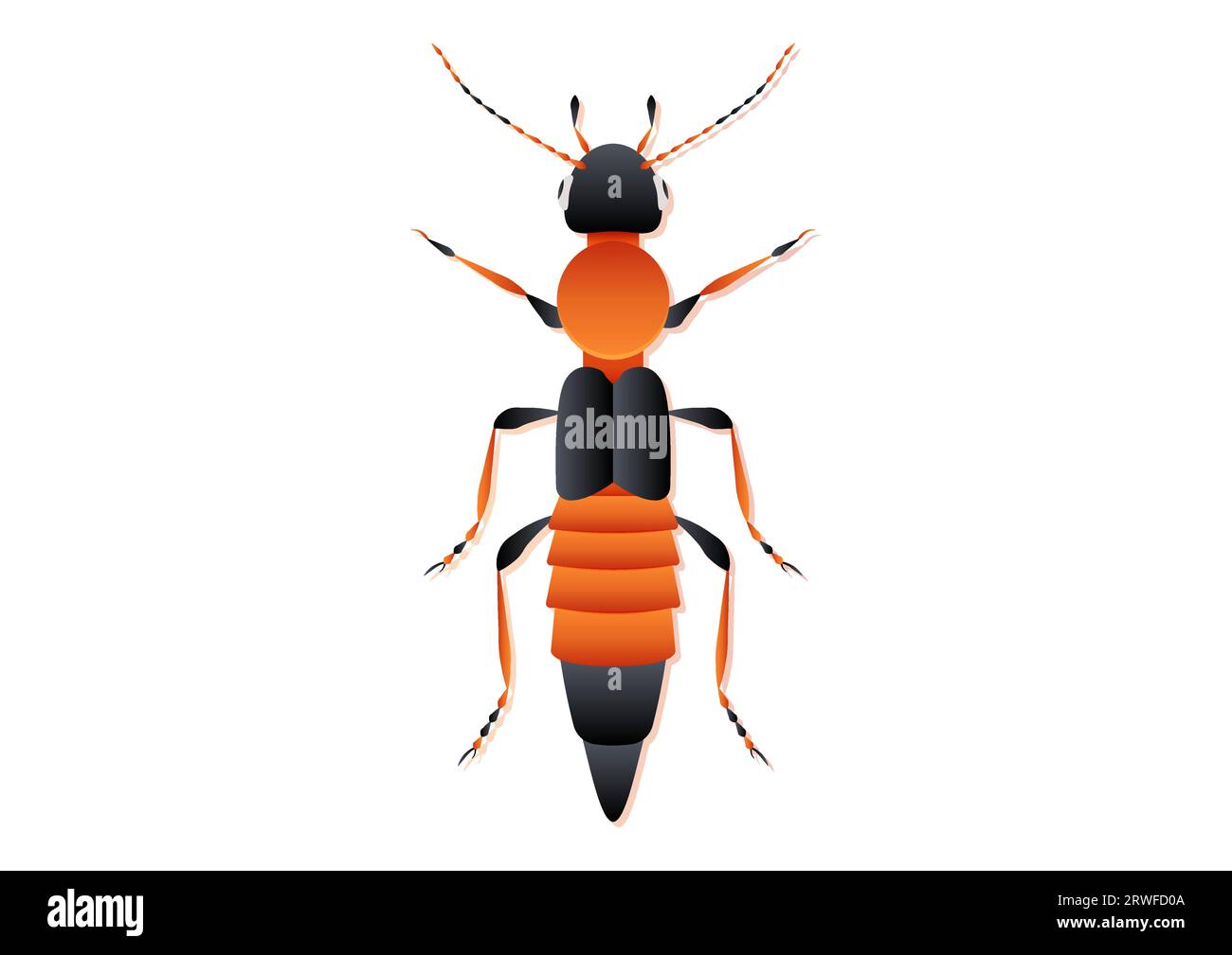 Paederus Beetle Vector Art Isolated on White Background Stock Vector