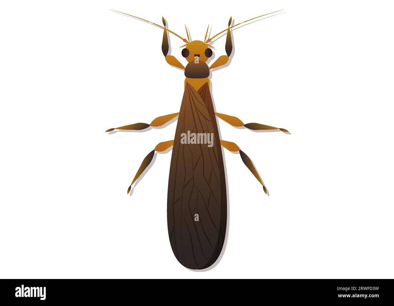 Stonefly Insect Vector Art Isolated on White Background Stock Vector