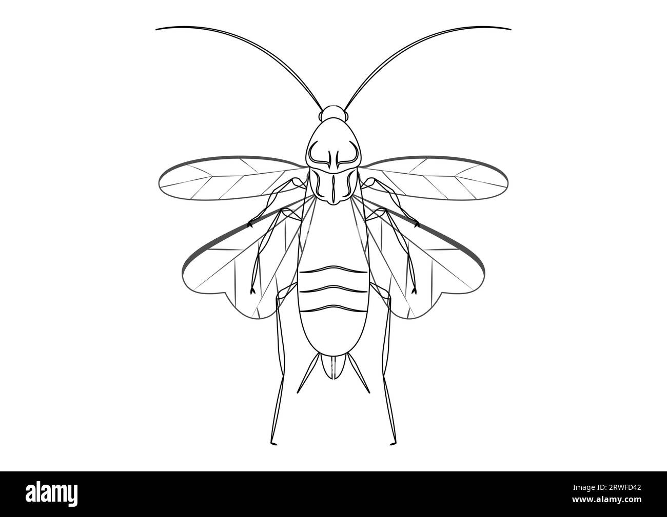 Black and White Flying Cockroach Clipart Vector isolated on White Background. Coloring Page of a Flying Cockroach Stock Vector