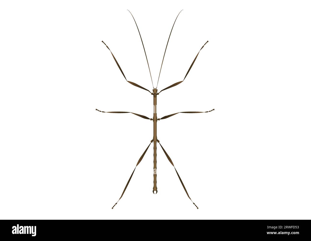 Walkingstick Vector Art isolated on White Background Stock Vector
