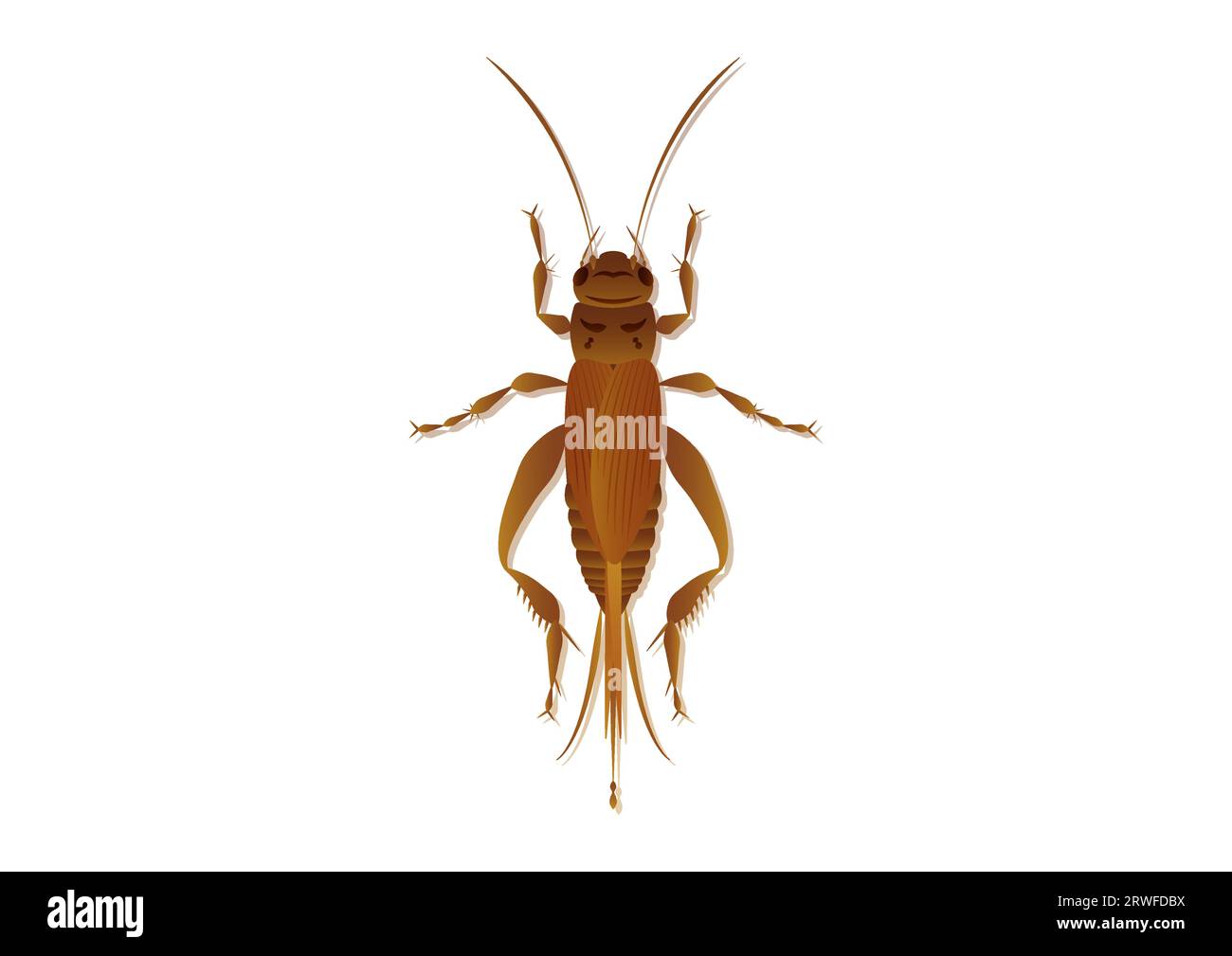 House Cricket Vector Art Isolated on White Background Stock Vector