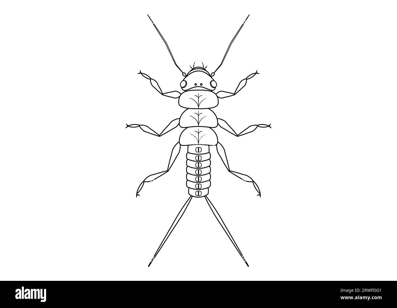 Black and White Stonefly Nymph Insect Clipart Vector isolated on White Background. Coloring Page of a Stonefly Nymph Insect Stock Vector