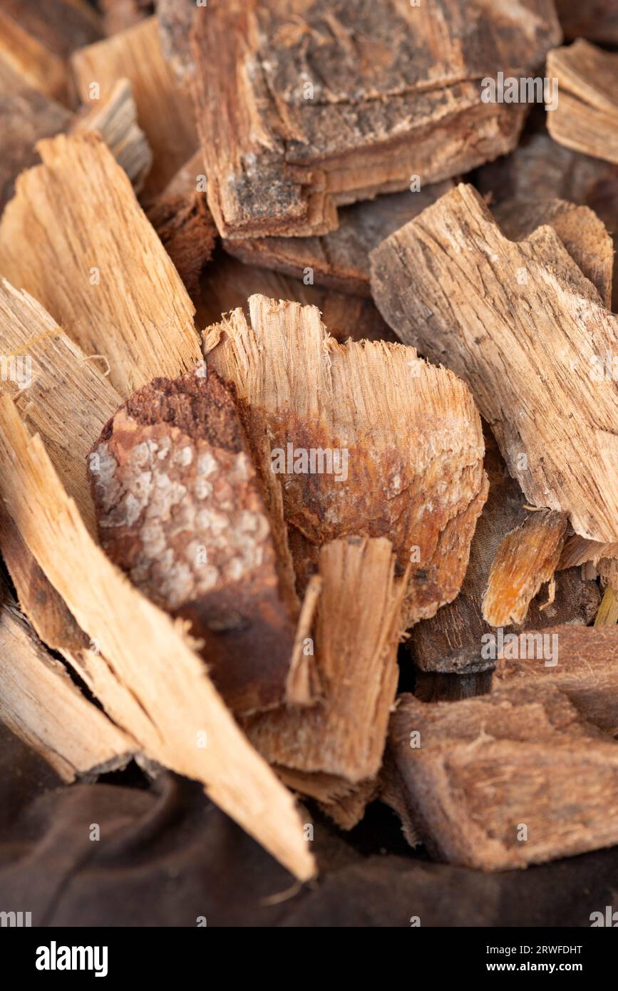 Incense Woods, White Sandalwood, Santalum Album Stock Photo