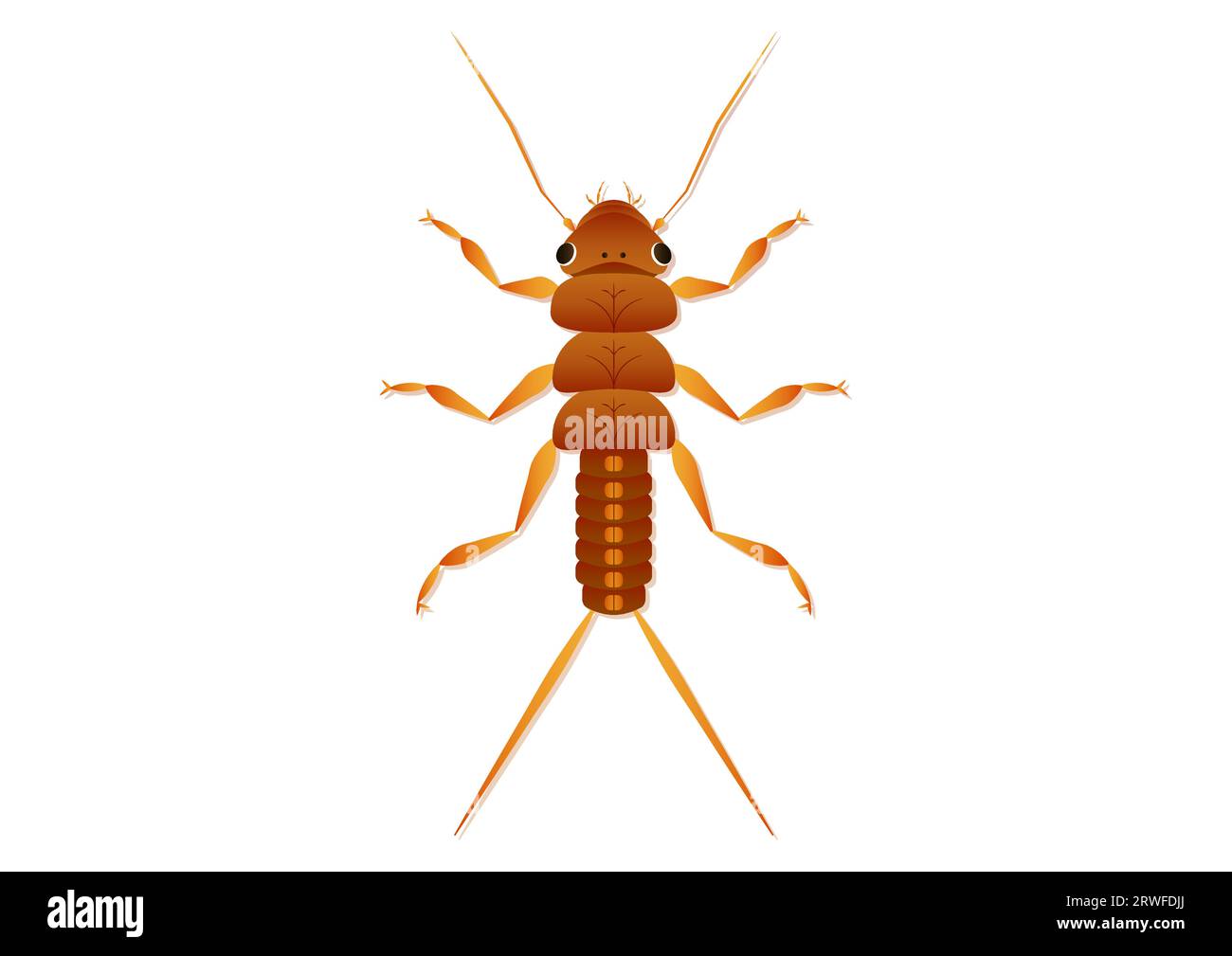 Stonefly Nymph Insect Vector Art Isolated on White Background Stock Vector