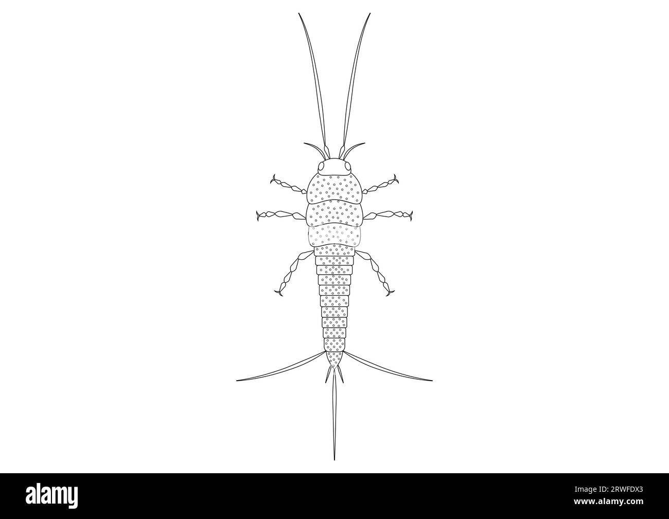 Black and White Thysanura Insect Vector Clipart. Coloring Page of a Thysanura Stock Vector